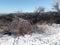 Winter landscapes of the snowy nature of the Zaporozhye forests on the banks of the Dnieper.