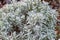 Winter lavender, a clipped bush covered with hoarfrost. Popular varieties of garden plants