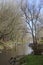 Winter leafless trees on a riverside shore