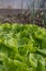 Winter lettuce growing in the greenhouse. Organic vegetable garden. Fresh healthy food