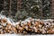 Winter logging in the snow forest. Stock of timber under the snow