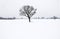 Winter lone bare tree