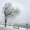 Winter, lonely tree on coast of river