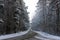 Winter, a lot of snow. Asphalt road in a snowy coniferous forest