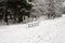 . Winter, a lot of snow. Forest and bench abandoned by snow