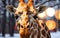 Winter Majesty Portrait of a Majestic Giraffe in the Snowy Wilderness