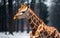 Winter Majesty Portrait of a Majestic Giraffe in the Snowy Wilderness