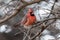 Winter male red cardinal full crown