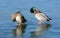 Winter mallard pair of ducks