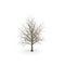 Winter maple tree isolated on white. 3D illustration