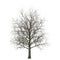 Winter maple tree isolated on white. 3D illustration