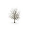 Winter maple tree isolated on white. 3D illustration