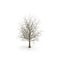 Winter maple tree isolated on white. 3D illustration