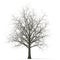 Winter maple tree isolated on white. 3D illustration