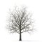 Winter maple tree isolated on white. 3D illustration