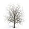 Winter maple tree isolated on white. 3D illustration