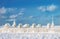 Winter marine landscape. Icy pier and the frozen sea