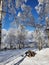 Winter in Marisel near Cluj-Napoca