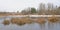 Winter marsh landscape with reed and bare trees in the Estonian countryside