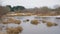 Winter marsh landscape with reed and bare trees in the Estonian countryside