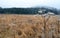 Winter Meadow, West Virginia