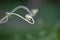 Winter melon vine closeup