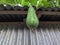 Winter Melon or Wax Gourd Hairy Round Tong Garden Vegetable.