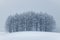 Winter minimalism Snow plain in Biei town with minimal pine trees