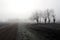 Winter misty morning in plain of northern Italy with rows of bare mulberry trees and a country road among the frost fields