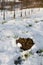 Winter molehill in the snowy vineyards in Baden