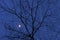 Winter moon with tree branches