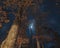 Winter moonlight with oak trees in the foreground - Governor Knowles State Forest - long exposure image on a cold winter night