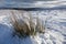 Winter Moorland Grass in Snow