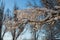 Winter, morning, dawn, trees, branch, snow, sunny, light, close-up, blue sky, forest.