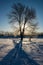 Winter, morning, dawn, trees, branch, snow, sunny, light, close-up, blue sky, forest.