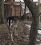 Winter morning deer in the reserve near Minsk.