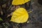 During the winter morning, the dewy yellow leaf lying on the ground