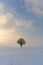 Winter morning or evening. Lonely oak tree on a snowy field