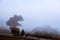 A winter morning landscape in Mulligans Flat Nature Reserve, Australian Capital Territory