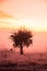 A winter morning landscape in Mulligans Flat Nature Reserve, Australian Capital Territory