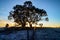 A winter morning landscape in Mulligans Flat Nature Reserve, Australian Capital Territory