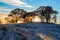 A winter morning landscape in Mulligans Flat Nature Reserve, Australian Capital Territory