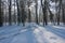 Winter morning in the Manor Park in the town of IÅ‚owa in western Poland.