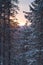 Winter morning / pine, sunlight and snow