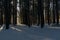 Winter Morning in Rocky Mountain National Park