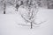 Winter morning after snowfall and small apple tree covered with snow