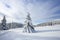 Winter morning. Spruce trees. The lawn covered by white snow with the foot path. New Year and Christmas concept with snowy.