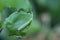 Winter moth (Operophtera brumata) caterpillar on damaged pear leaf