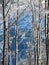 Winter mountain forest against distant blue background