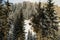 Winter mountain hills and magic trees covered by snow, Carpatian, Ukraine